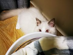 -lincat·猫舍(广州店)