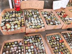 -龙大花卉苗木市场