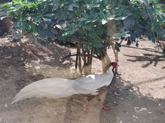 -广州长隆飞鸟乐园