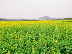 -光明小镇欢乐田园