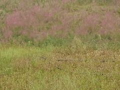 -灞河西岸滨河公园