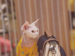 -猫腻·猫咖·撸猫馆(星光大道店)