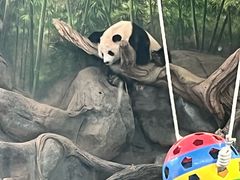 -武汉动物园
