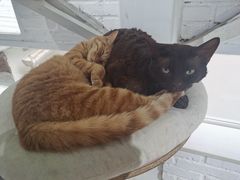 -喵屿·大理花园猫咖