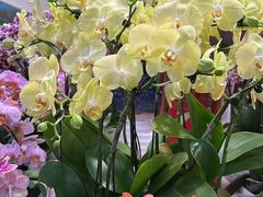 -双季花艺园艺市场(浦东店)