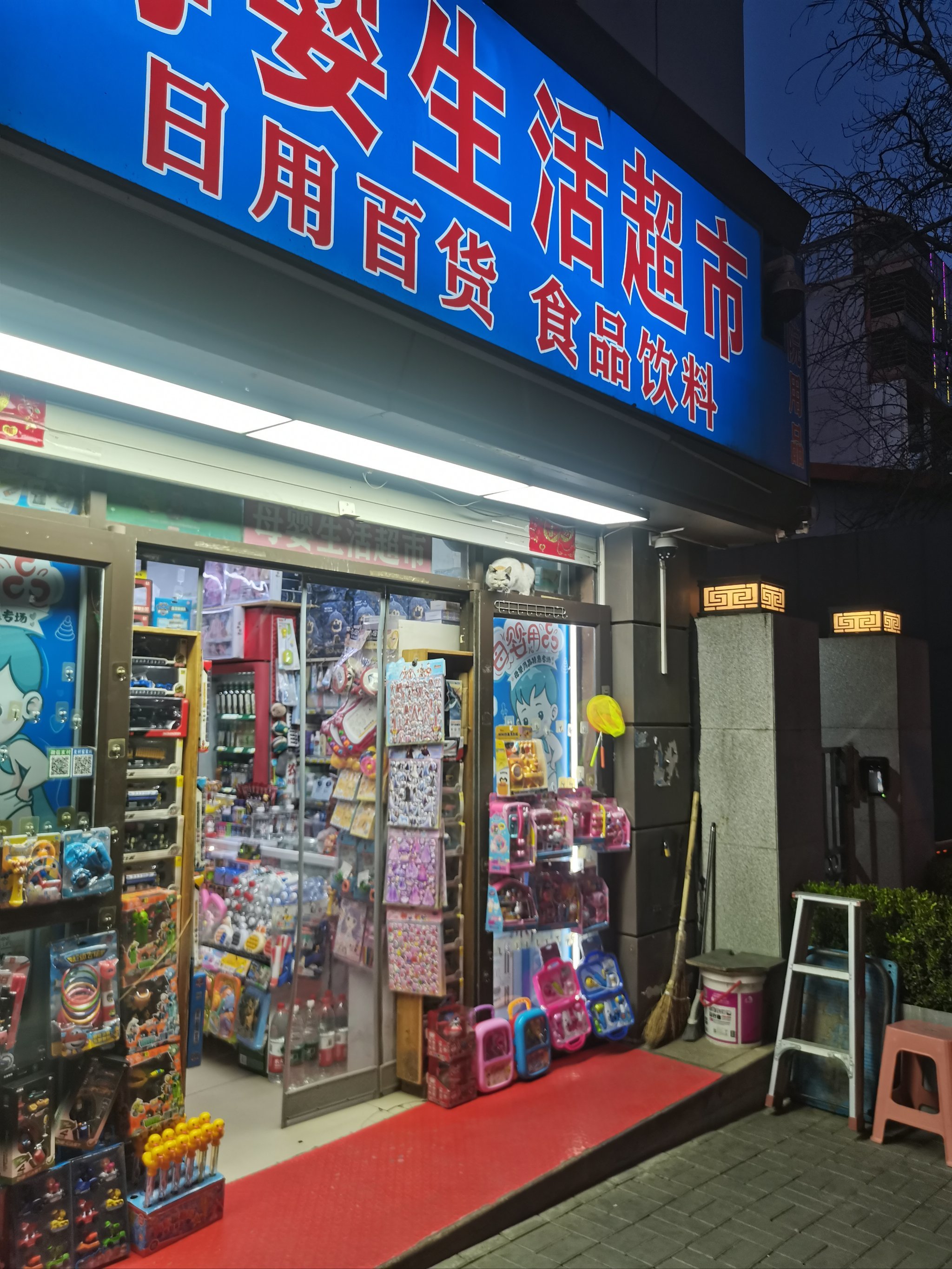 小猫咪的快乐是什么?