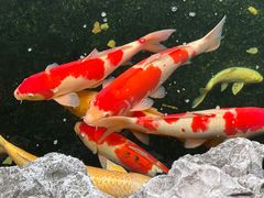 -金海华·华宴江南(斜塘店)