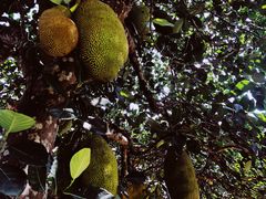 -侯臣咖啡文化村