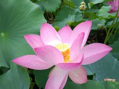 -莲花池公园