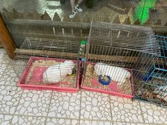 -上海大自然野生昆虫馆(东方明珠·爬宠昆虫探索中心)