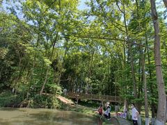 -桤木河湿地公园