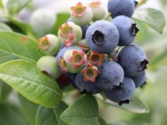 -花山蓝莓采摘园