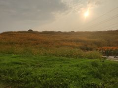 -紫颐香薰山谷景区