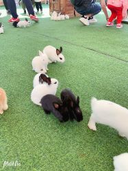 -萌宠亲子动物乐园(槐房万达店)