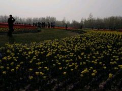 android_upload_pic-荷兰花海