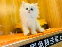 -欣宠猫屋·矮脚拿破仑·蓝金金渐层