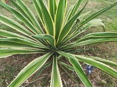 -东莞植物园