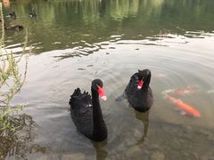 黑天鹅-南京银杏湖乐园