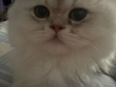 -宠爱国际维尼动物医院·疑难骨科·神经外科·肿瘤科(丰潭路店)