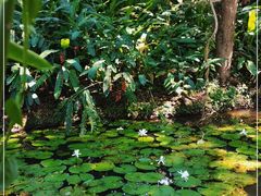 -中国科学院西双版纳热带植物园
