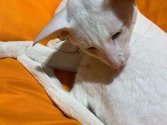 -飞行喵MR PILOT|猫舍·猫咖(静安大融城店)