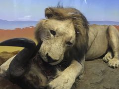 -国家自然博物馆