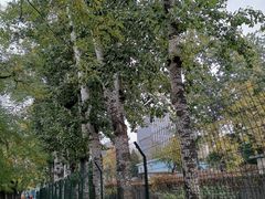 -三里屯东五街银杏大道