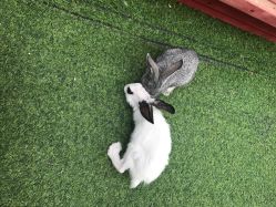 -萌宠亲子动物乐园(槐房万达店)