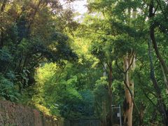 -银湖山郊野公园-相思林