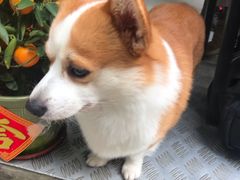 -小梁哥云吞面(黄贝岭店)