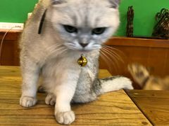 -李小姐の猫咖啡馆(五角场店)
