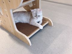 -飞行喵MR PILOT|猫舍·猫咖(静安大融城店)