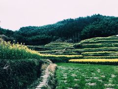 -灵山景区梯田