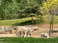 -北京野生动物园