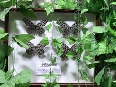 -上海大自然野生昆虫馆(东方明珠·爬宠昆虫探索中心)