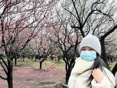 -香雪海