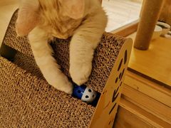 -猫腻·猫咖·撸猫馆(星光大道店)