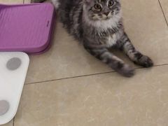 -十年猫舍·猫咪专门店(普陀店)