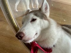 -Husky Go! 哈士奇体验馆·宠物咖啡厅狗咖