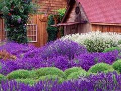 -北京东方普罗旺斯薰衣草庄园