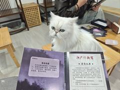 -卿云猫阁猫咖