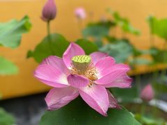 -西湖游船