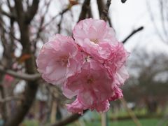 -天适樱花悠乐园