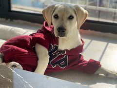 -翊宠yipet猫狗购宠庄园犬舍•猫舍