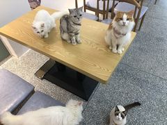 -绒爪撸猫下午茶·猫咖