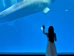 -海合安成都极地海洋公园