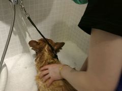 -PETKIT 小佩宠物·低压洗护·美容·寄养(安远店)