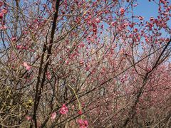 -洛阳市隋唐城遗址植物园