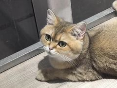 -藏猫猫咖啡主题馆(中央大道店)