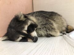 -浣熊柯尔鸭土拨鼠·电玩咖